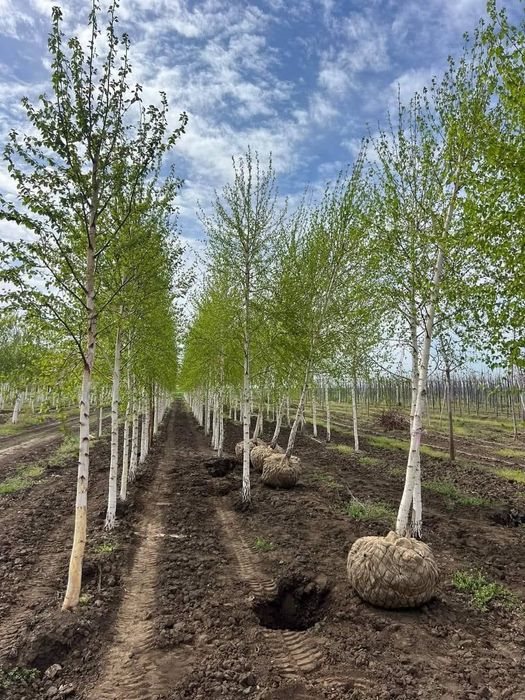 Mesteacăn tei platan catalpa Arțar pin stejar