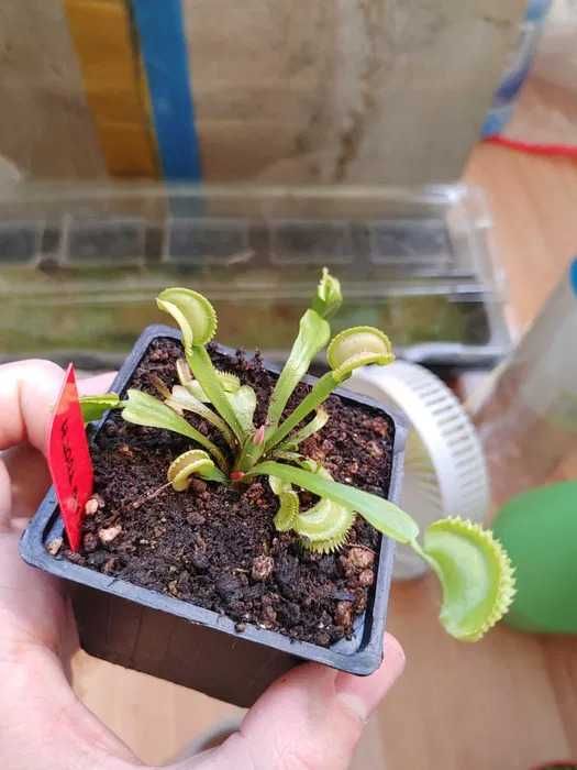 Plante Carnivore, Dioneea, Nepenthes, Drosera