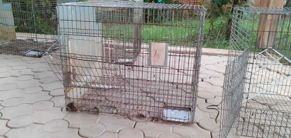 Vand custi pentru iepuri.