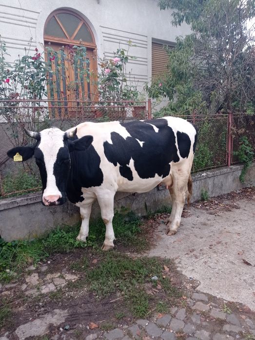 Vând vaca mai multe detalii la telefon
