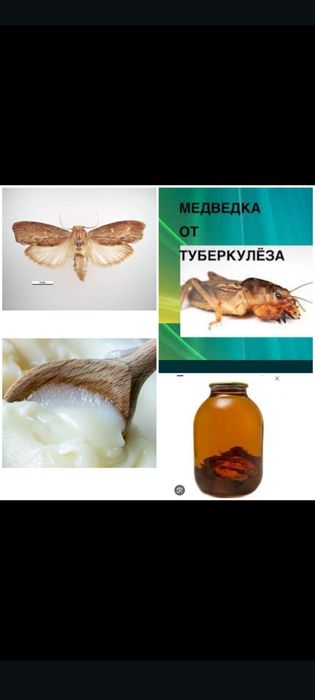 Медведка Азиатская