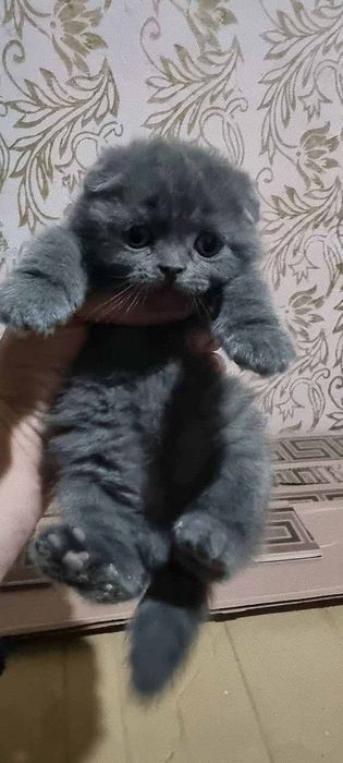 Шотландский фолд девичка