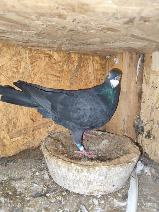 Porumbei pui și maturi