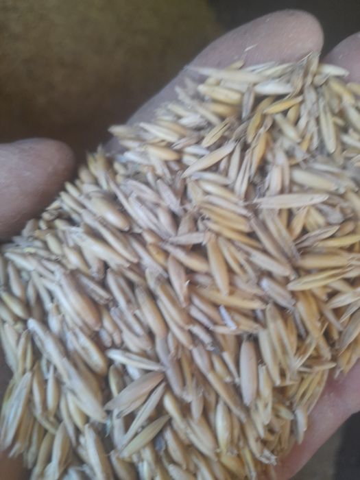 Vand ovaz  de primavara.