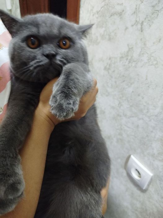 Продам скоттиш страйт