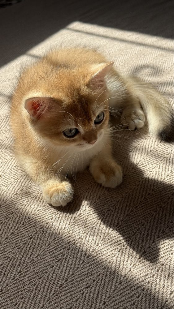 Elita BRI ny12 Golden Chinchilla Mushukcha  Sotuvda!