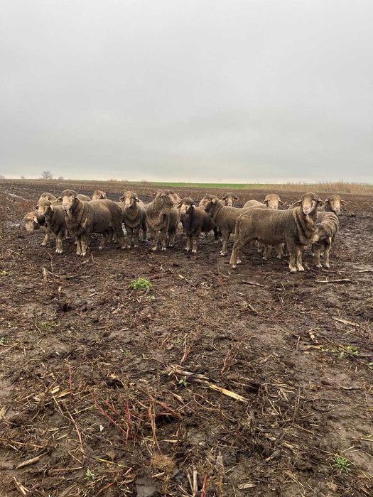 Berbecuți Merinos de vânzare