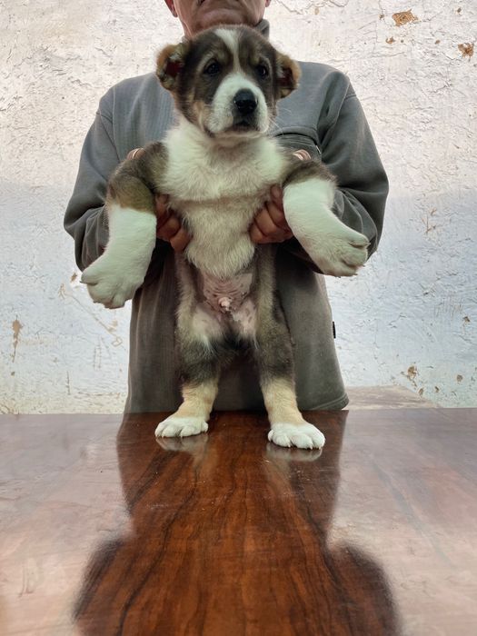 Щенок Алабая ( Супер Гигант ) чистокровный )