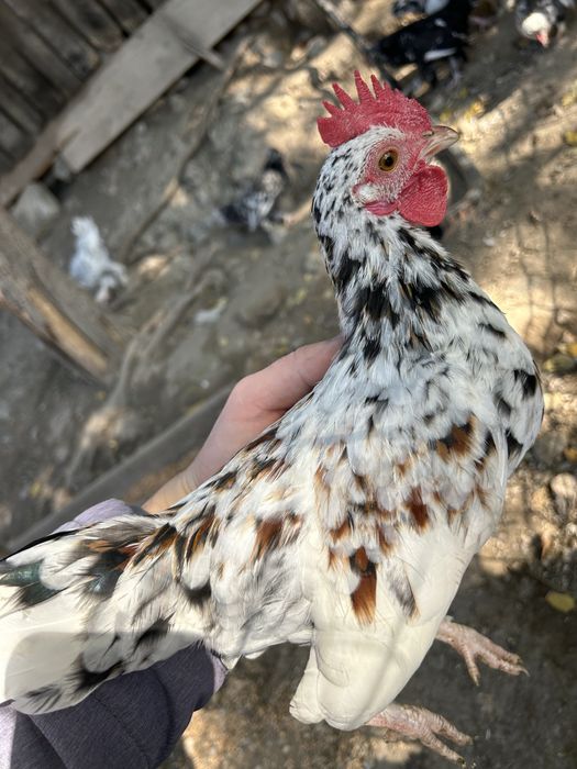 Gainușe si cocoși de munte