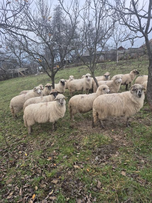 Vând oi turcane gestante