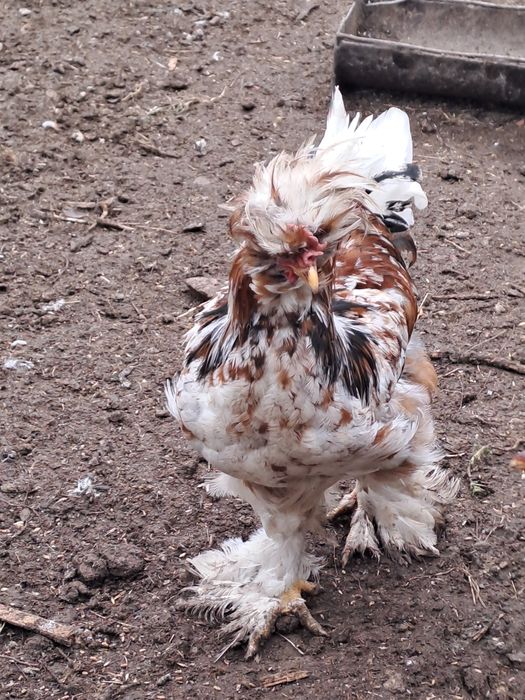 Iepurii rasa si gainii motate