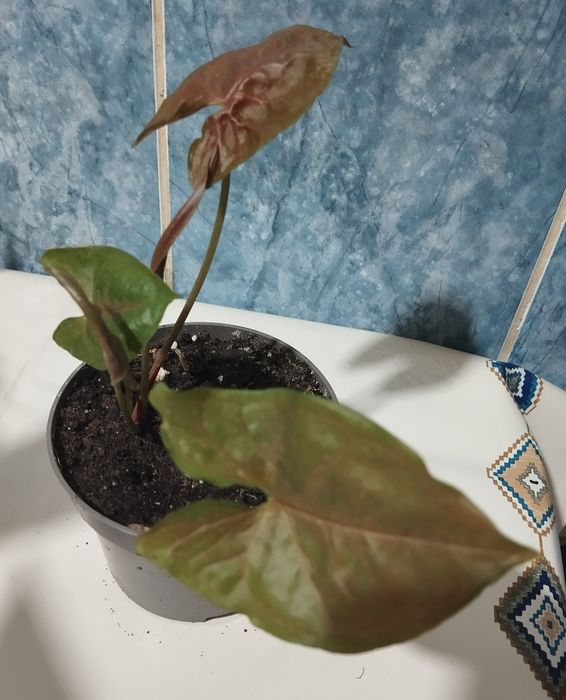 Сингониум продам