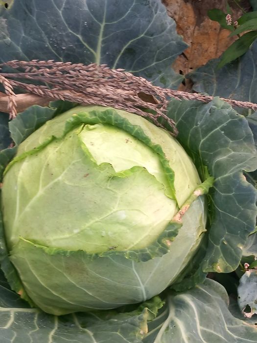 PRODUCATOR  vând varza de BALESTI  LICURISCA  din CAMP sau  din curte