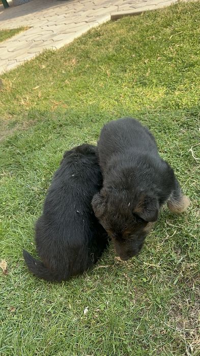 Щенки немецкой овчарки