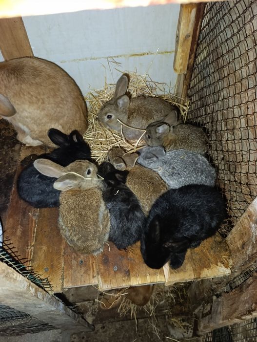 Quyon bolachala 40 kunli