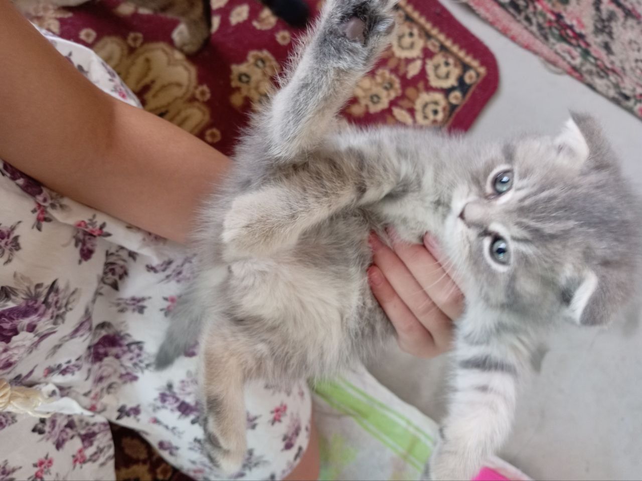 Котята вислоухие шиншилла