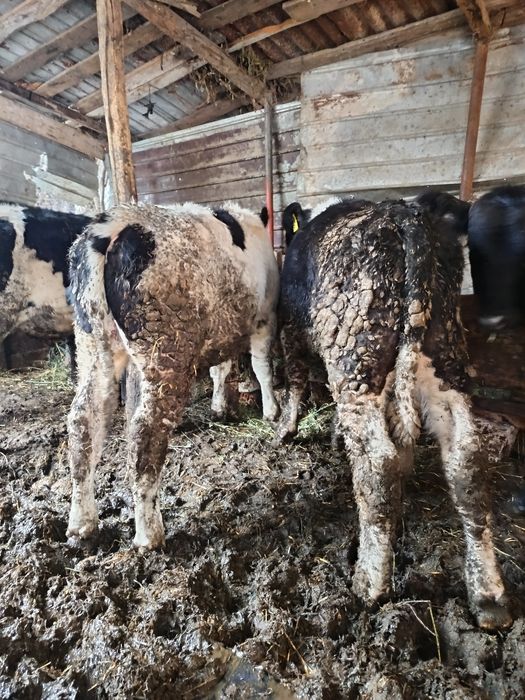 Vând viței de 5 luni