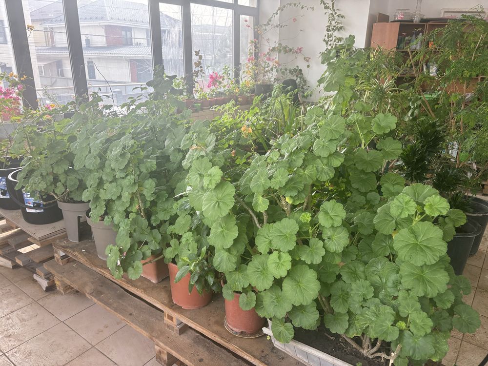 распродажа разных комнатных цветов