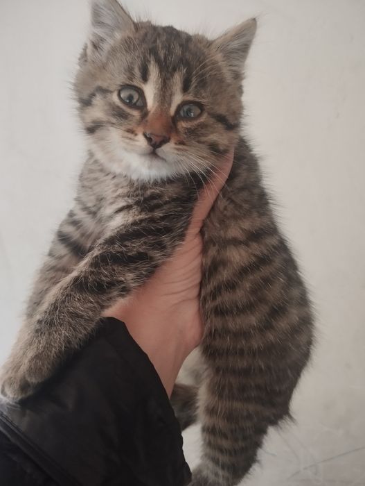 Отдам котёнка, в хорошие руки