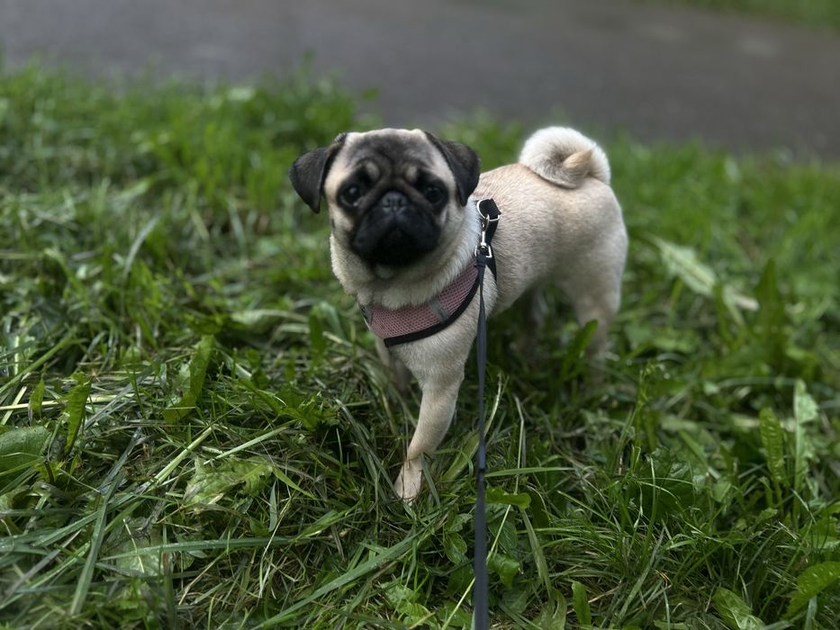 Мопс в хорошие руки