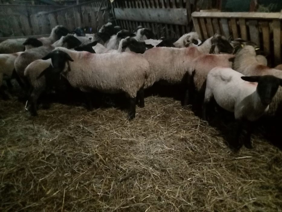 Vând 10 cârlani și 20 de oi