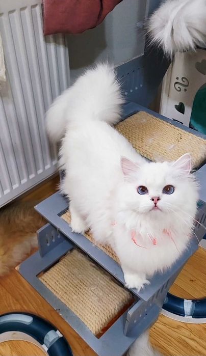 Fetita british longhair din parinti Campioni Mondiali, ochi albaștri