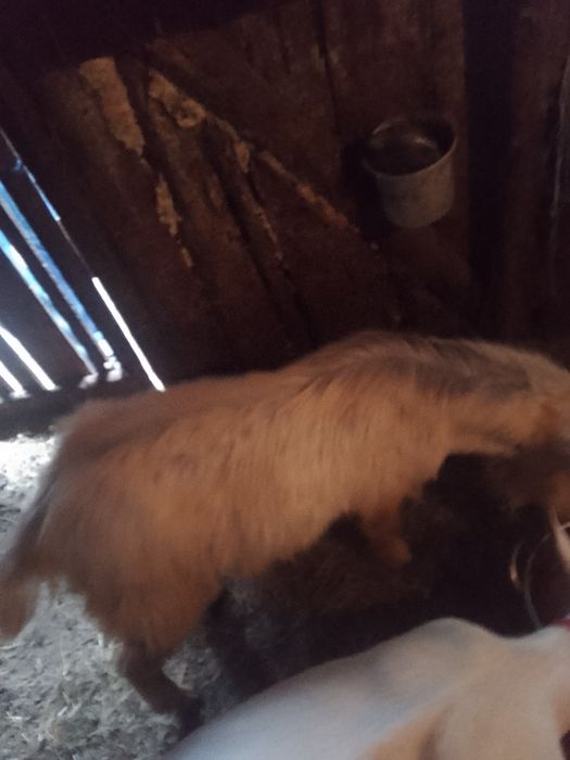 Vând țap metis 6 luni