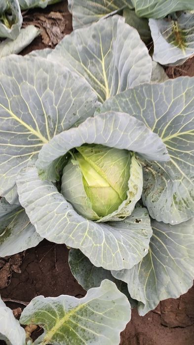 Vând urgent varza engros Saturn