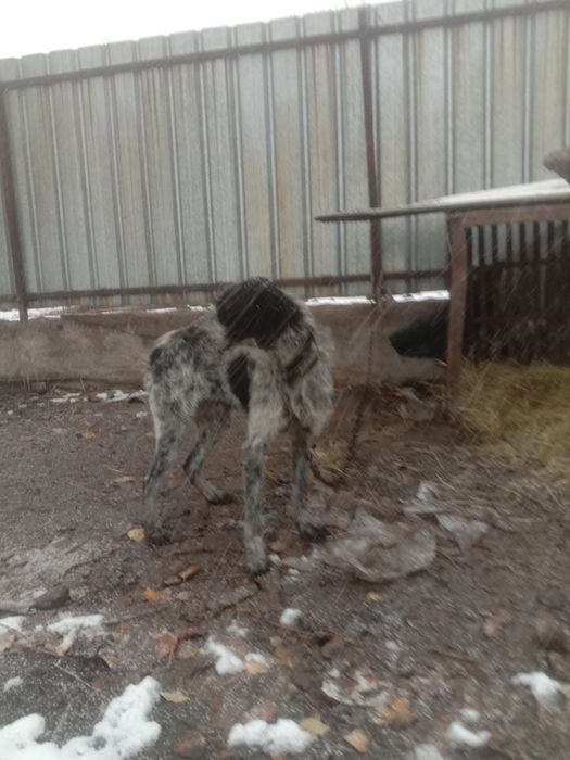 Дратхаары кобель и сука