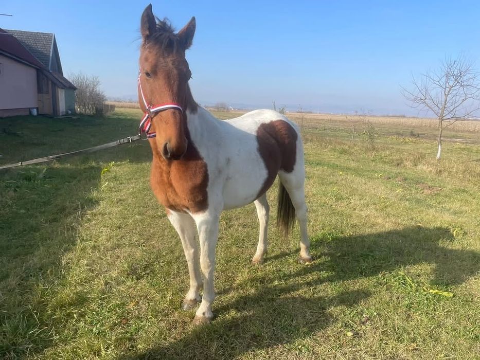 iapa pinto cauta o casa noua