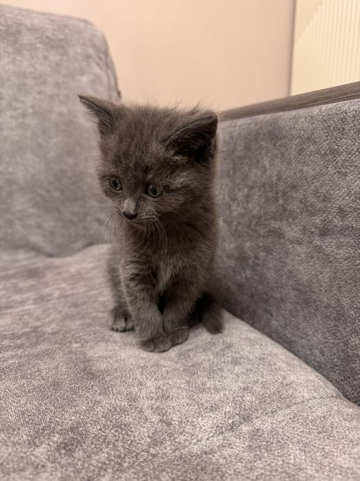 Британский котенок