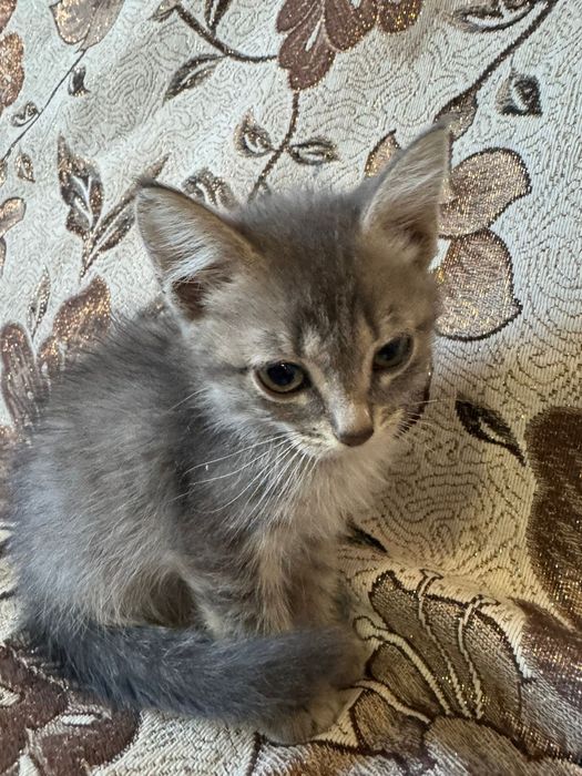 Отдам котят бесплатно