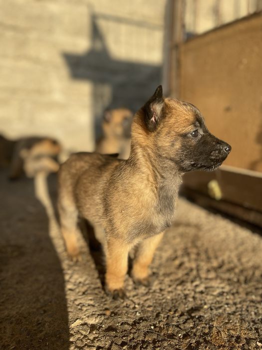 Белгийский овчарка 23сентябр уже на корм кушаеть