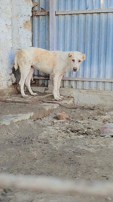 Buldozer linya urĝochi sotiladi 4 oylik