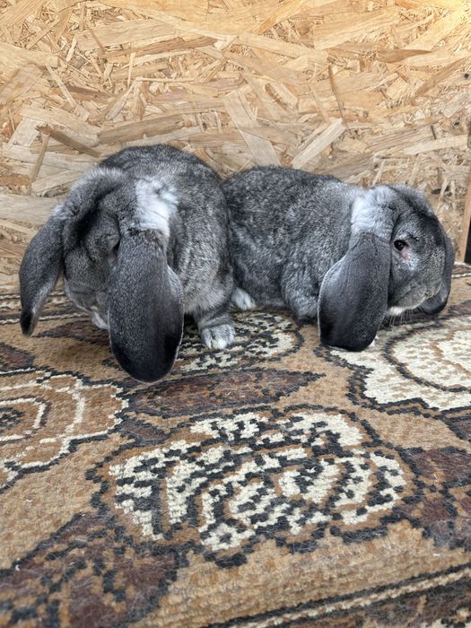 Iepuri berbec german