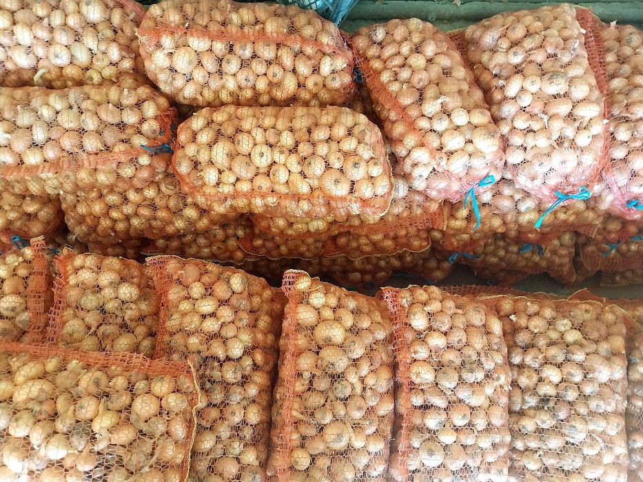 Vând ceapa galbenă
