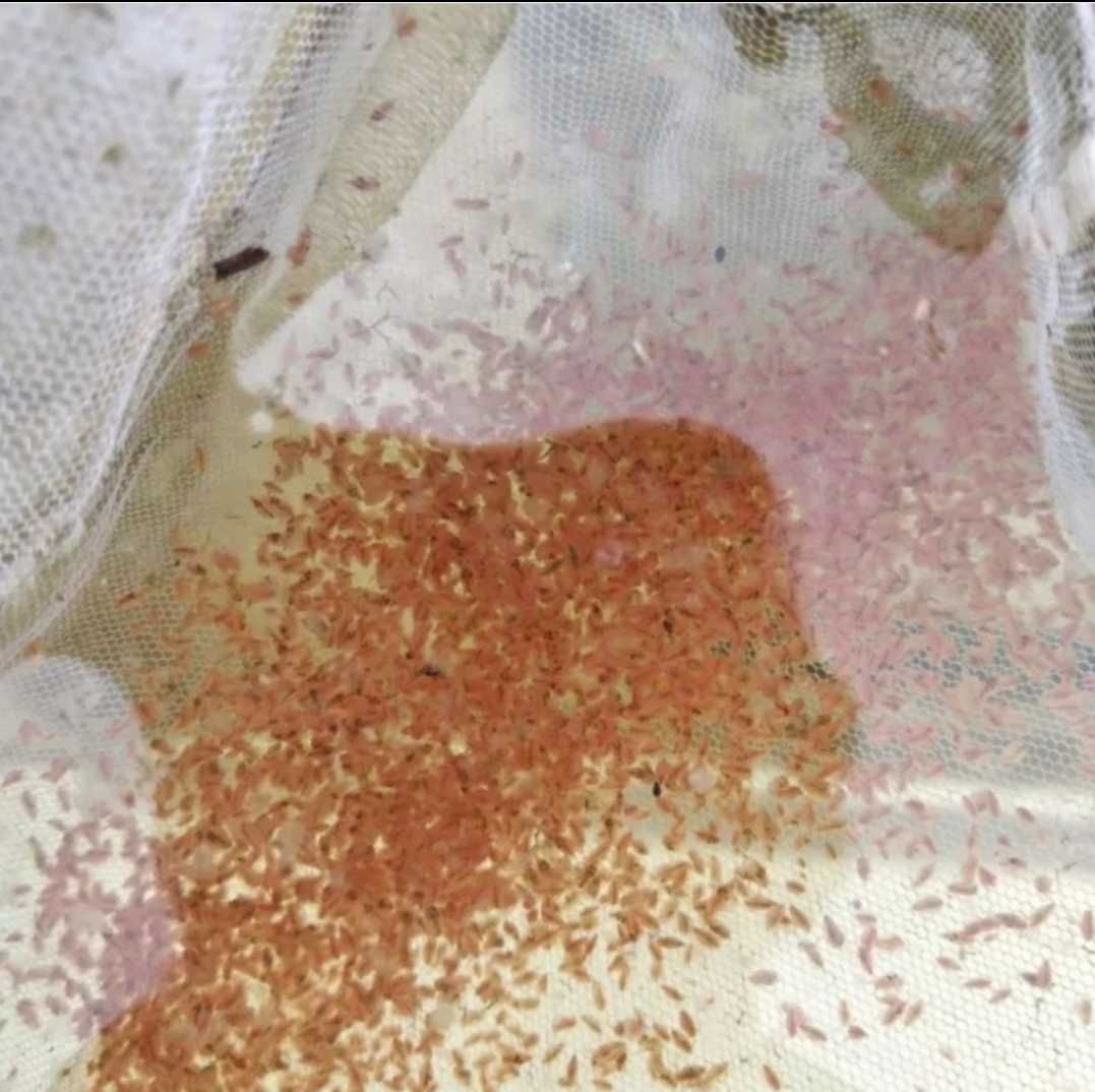 Hrană vie pentru peşti Daphnia
