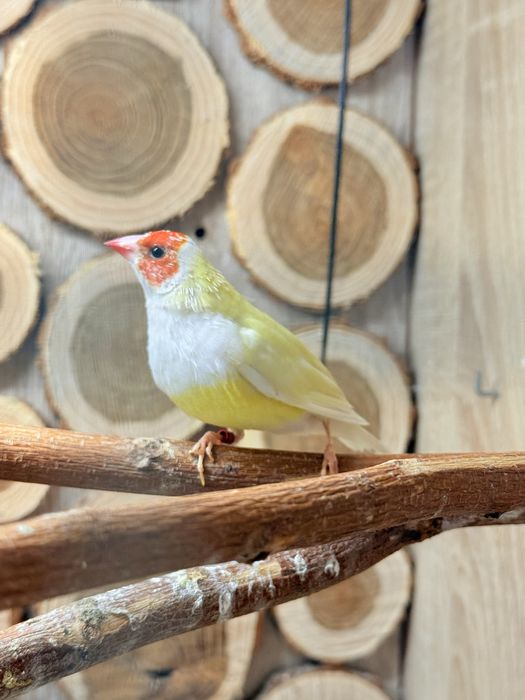 Vand femela Gould Amandina