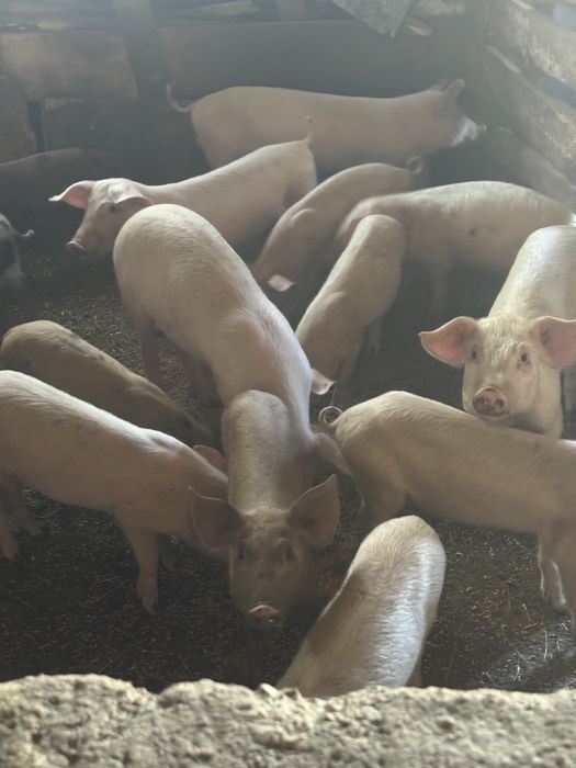 Малки прасенца 30кг.