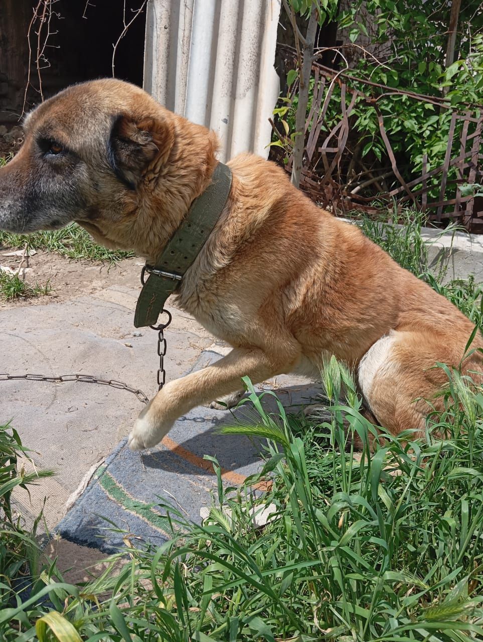 Собака 3 года охранник алабай