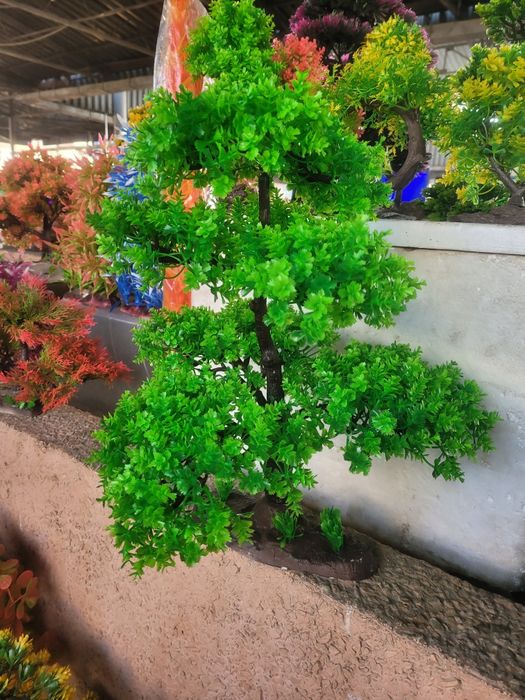 Аквариумные растения , деревья.