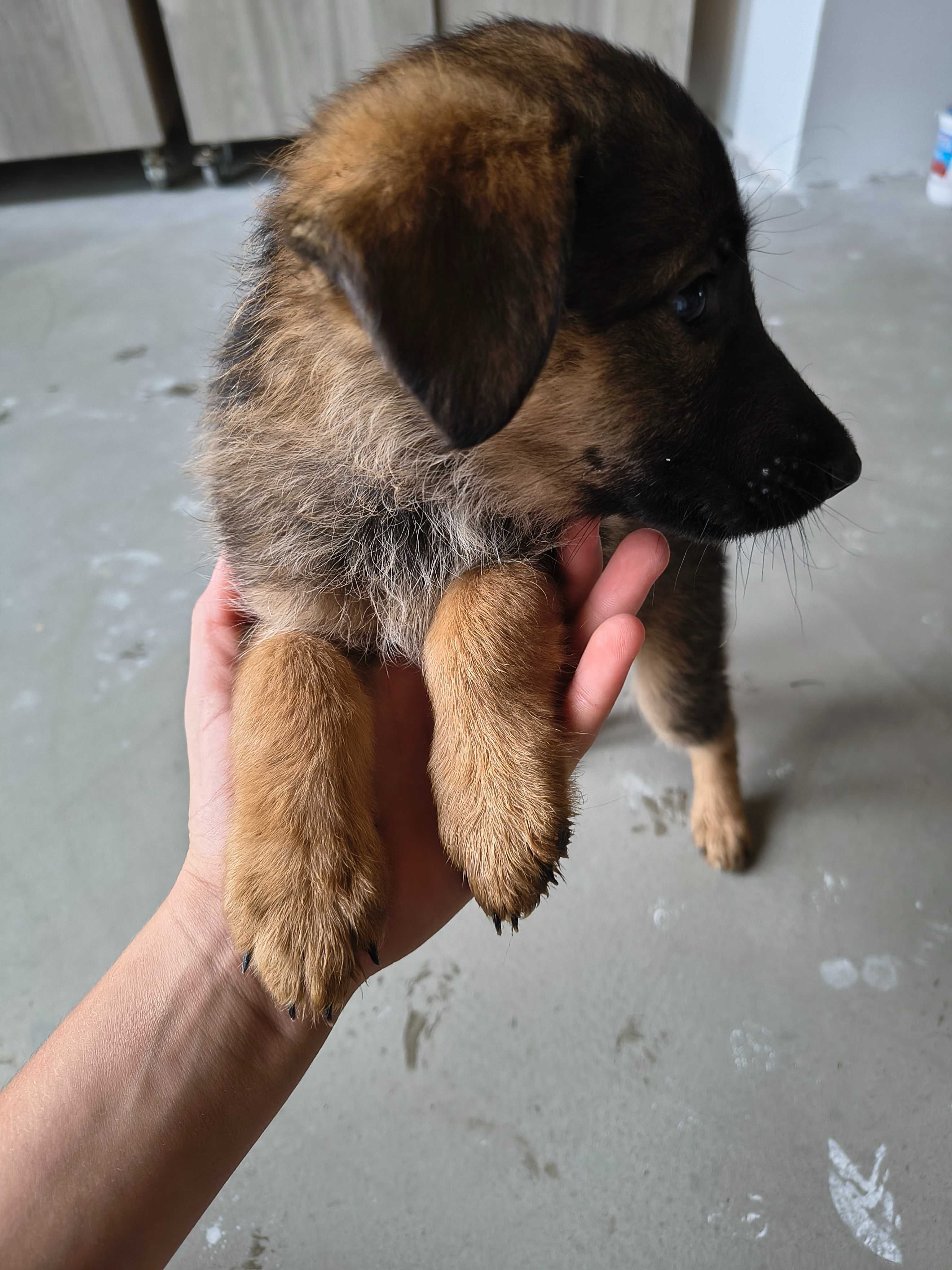 Cățeluș spre adoptie