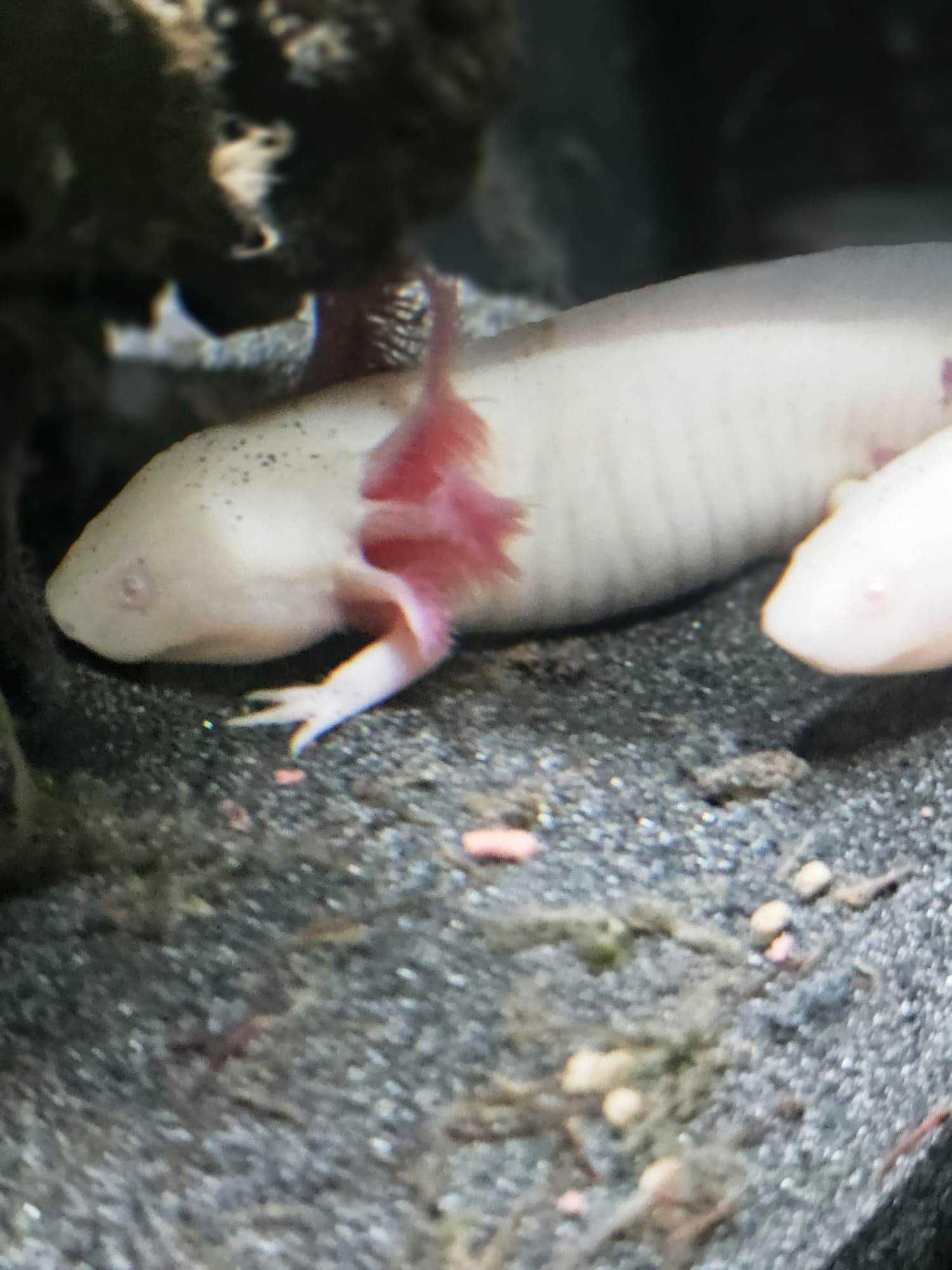 Vand Axolotl, pesti acvariu, dragon de apa