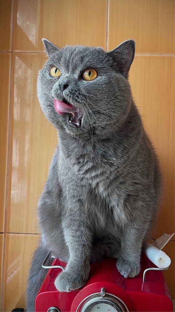 British shorthair pisici