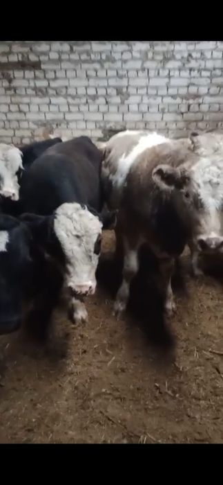 Продам быковвввв