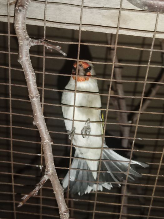 Sava repl zelunushka sptiladi