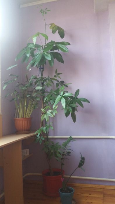 Цветочный микс для офиса. Три роскошных куста за 35000 тенге