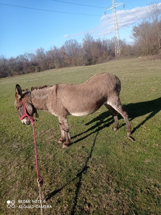 Vând magarita afata