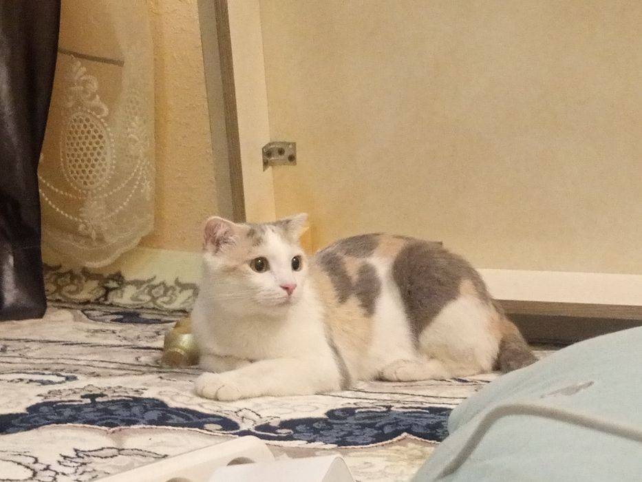 Mushuk кошка pishak