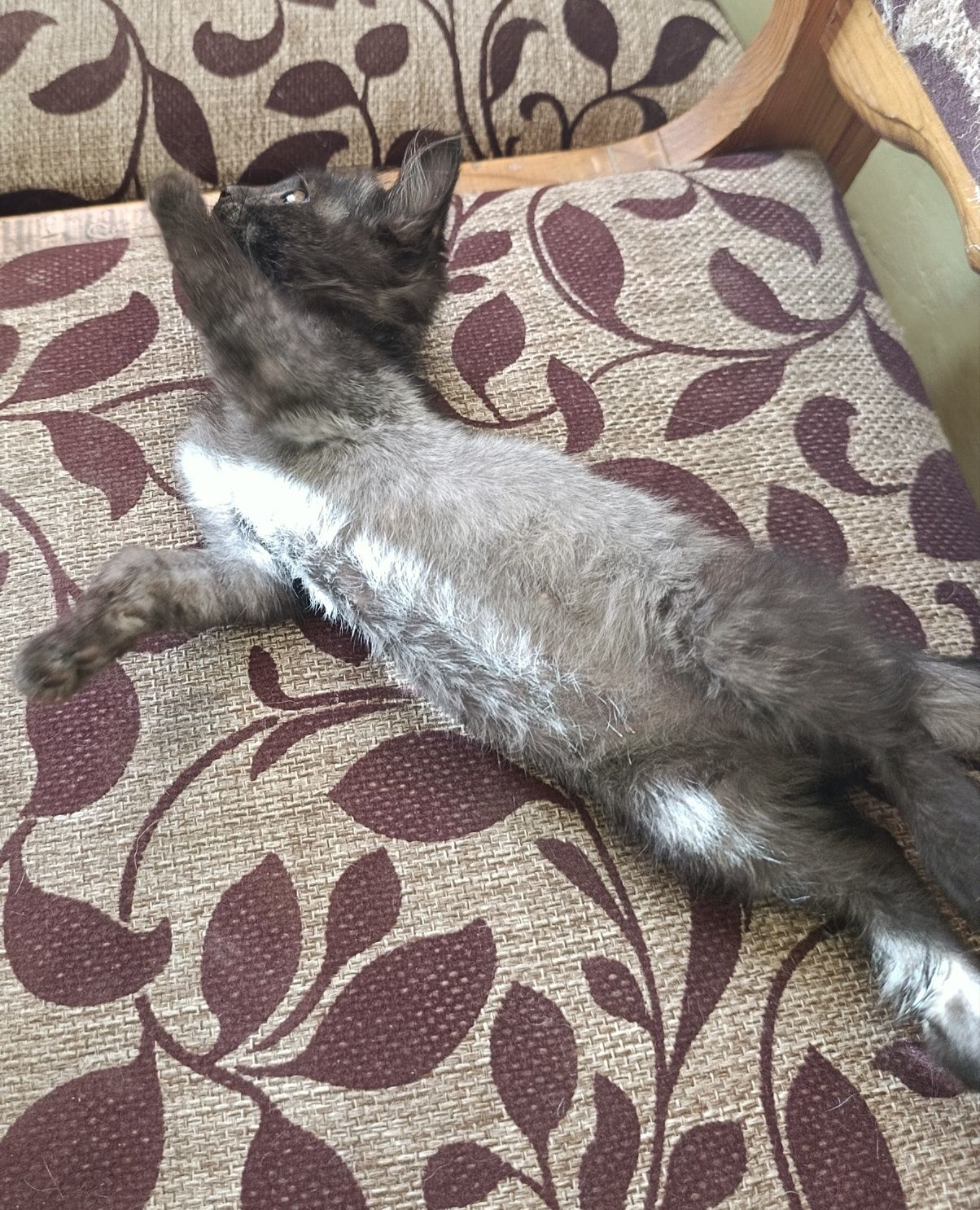 Котёнок породистый мальчик!